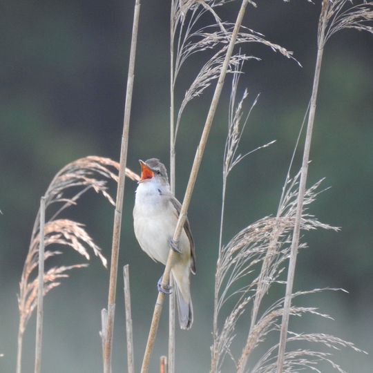 Neuenhagener Mühlenfließ