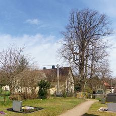Tilia platyphyllos in Lausa