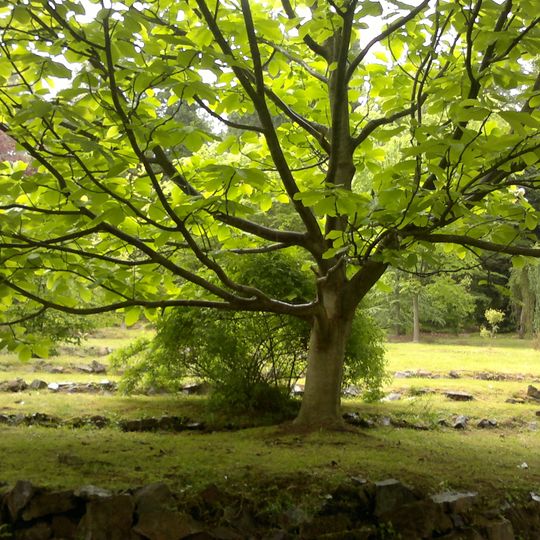 Arboretum Kostelec nad Černými lesy
