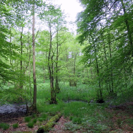 Wohldorfer Wald