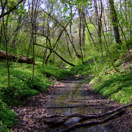 Rezerwat przyrody Lisiny Bodzechowskie