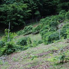 西内のシダレグリ自生地