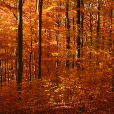 Wald bei Arnoldshain