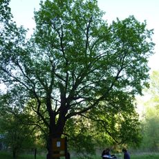 Javor babyka v Pisárkách