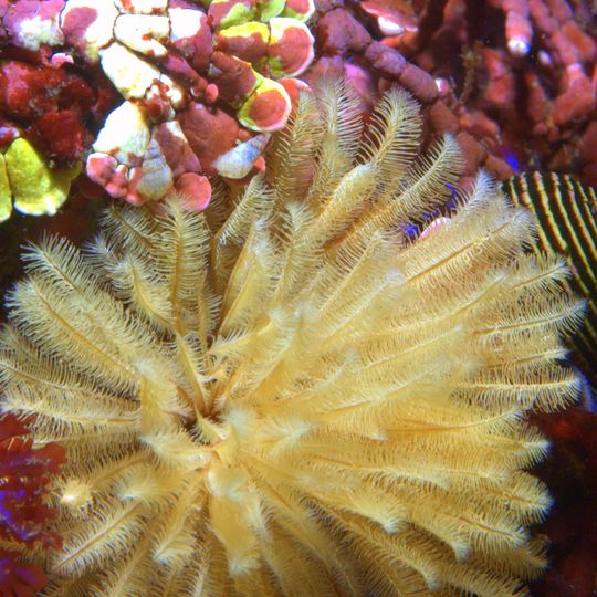 Carmel Pinnacles State Marine Reserve