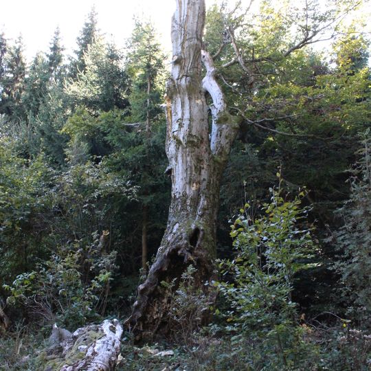 Buk lesní u Tří Studní