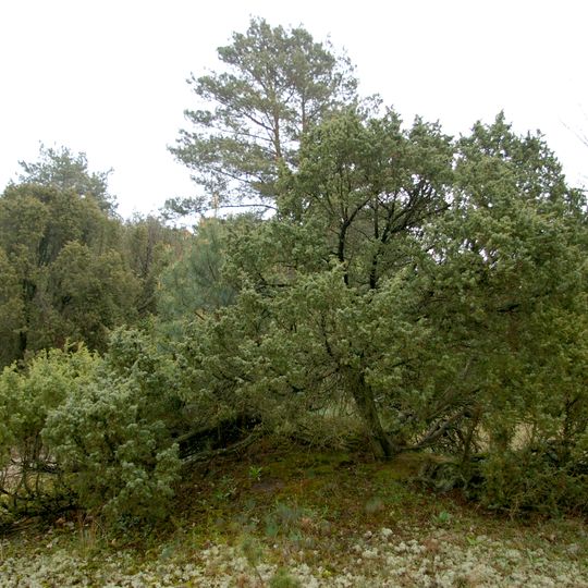 Rezerwat przyrody Ciosny