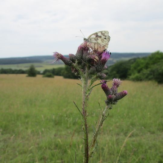 Muschelkalkgebiet bei Gersheim und Blieskastel