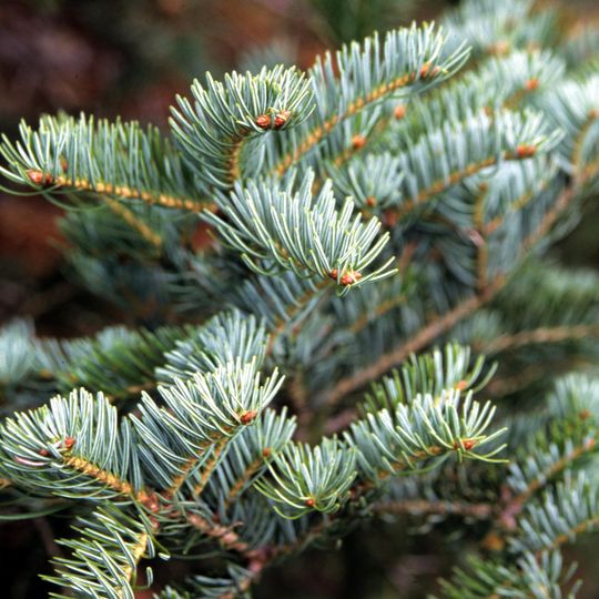 Riserva regionale Abetina di Rosello