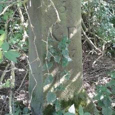 Boundary Stone At Wareholes Well, Approximately 30 Metres From Road Side