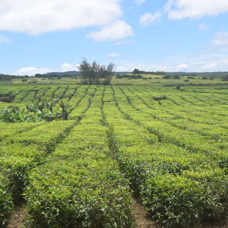Bois Cheri Tea Plantation