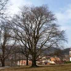 Červený buk v Lomnici