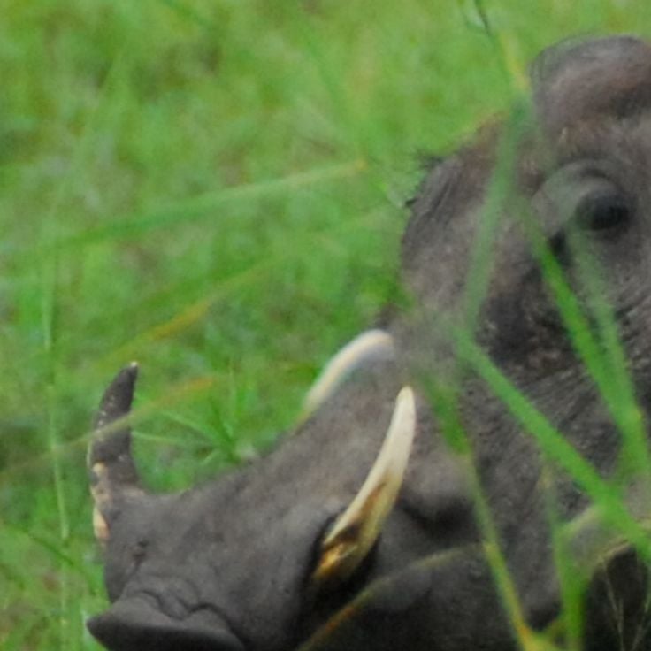 Gorongosa National Park