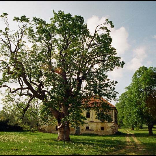Javor u Vdovského domu