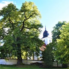 Lípa srdčitá u kostela na Zdouni