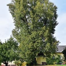 Kapellenlinde beim Ruckerhof