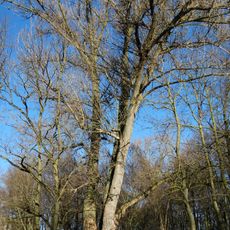 Raudonės juodoji tuopa