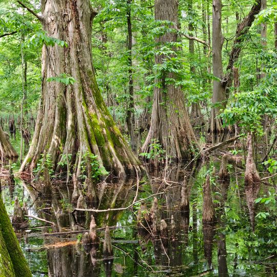 Greenville Cypress Preserve