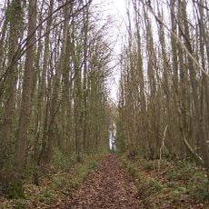 Collinpark Wood SSSI