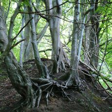 Rezerwat przyrody Przylądek Rozewski