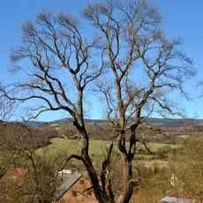 Damický kaštanovník