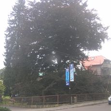 Buk lesní - červenolistý