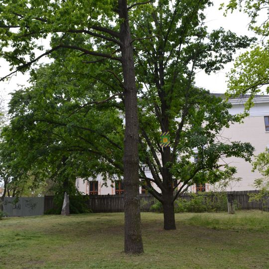 Меморіальні дуби