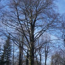 Červenolistý buk v Medlešicích