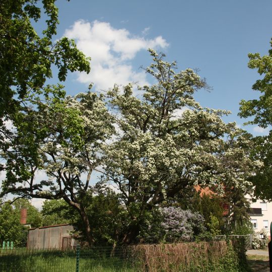Naturdenkmal Weißdorn Poststraße in Stahnsdorf