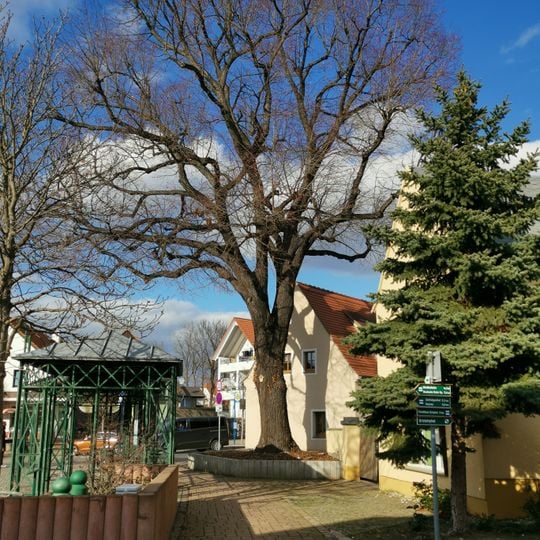 Sommerlinde am Rathausplatz in Weinböhla