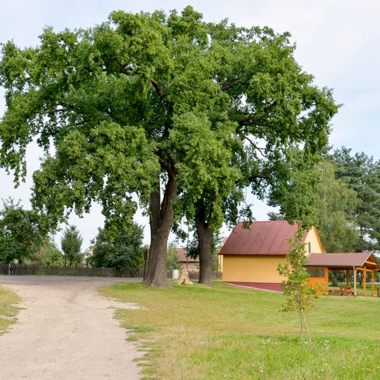Group of 2 Quercus robur in Koprník