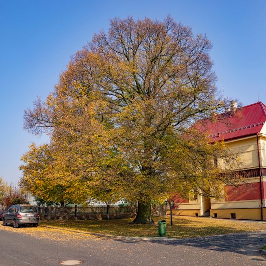 Lípa u školy ve Mšeně
