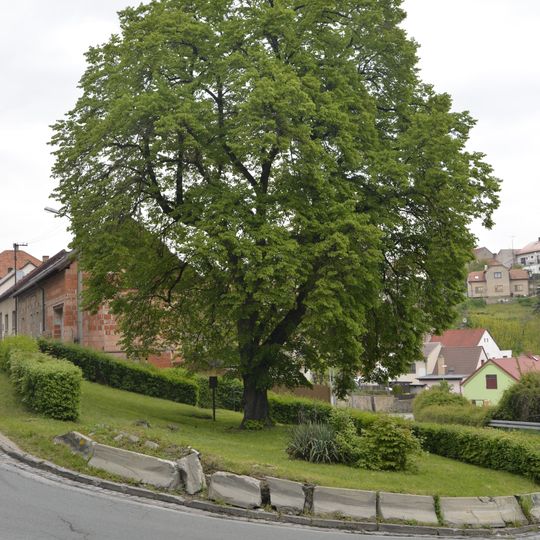 Tilia cordata in zigzag, Týnec nad Labem