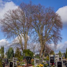 Lípy na hřbitově v Mečeříži