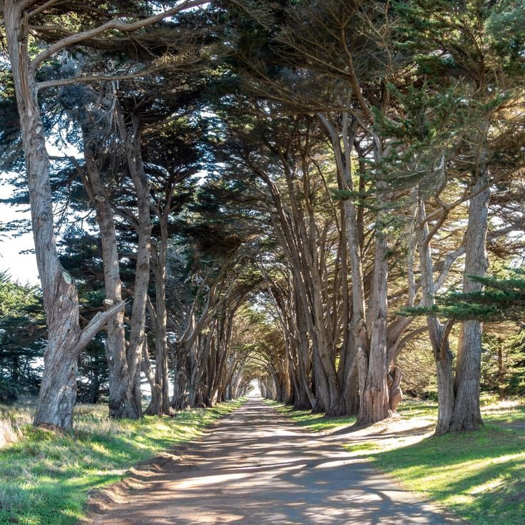 Cypress Tree Tunnel at Point Reyes