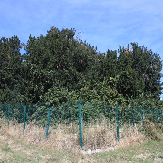 Árvore isolada em Lugar da Tranginha - Quinta do Albergue