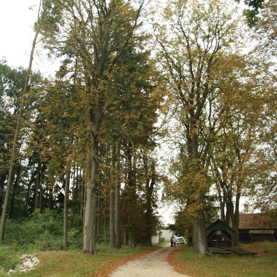 Stromořadí jírovců