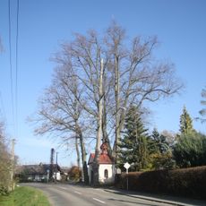 6 ks Lípa srdčitá