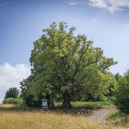 Lípy u křížku v Lensedlích