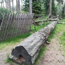 Tobiášova borovice