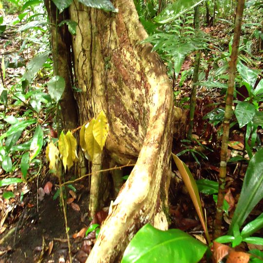 Serra do Conduru State Park