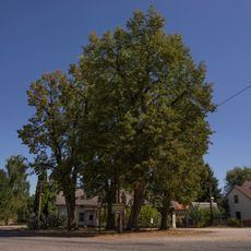 Lípy v Libošovicích