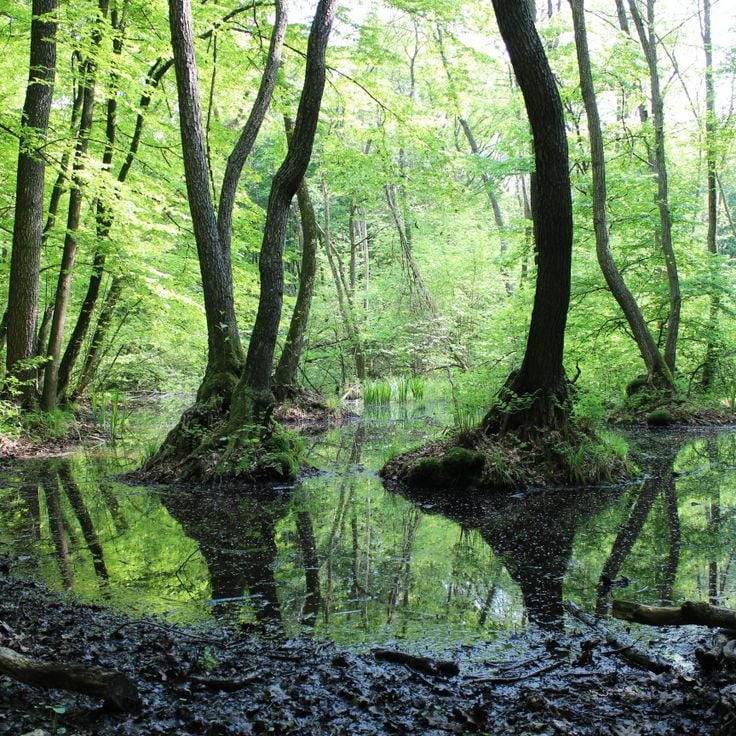 Parc national de Polésie