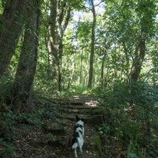 Wald an der Hallburg