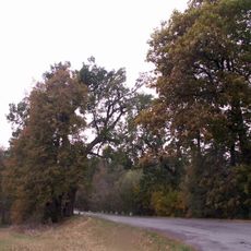 Rozkošské památné stromy