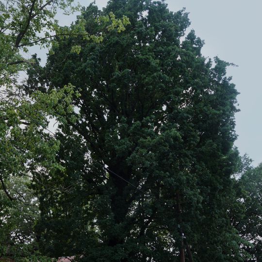 Дуб пірамідальний