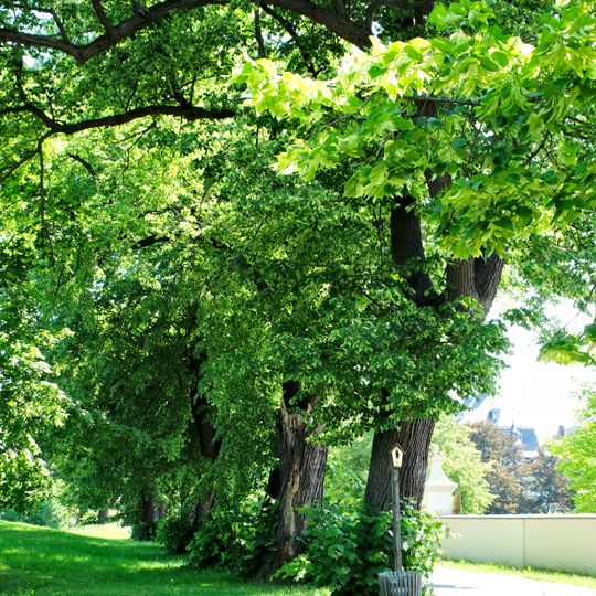 Lindenallee am Schloss Blankenhain