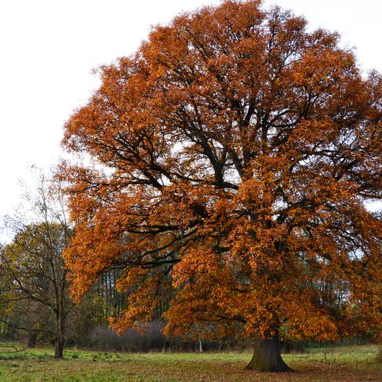 Die Ellenbacher Angereiche