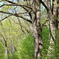 Oak tree avenue in Brloh