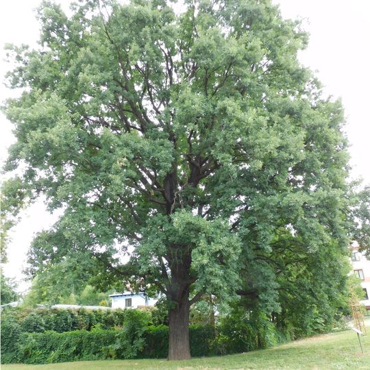 Monumental oak at Jałowego Street in Rzeszów